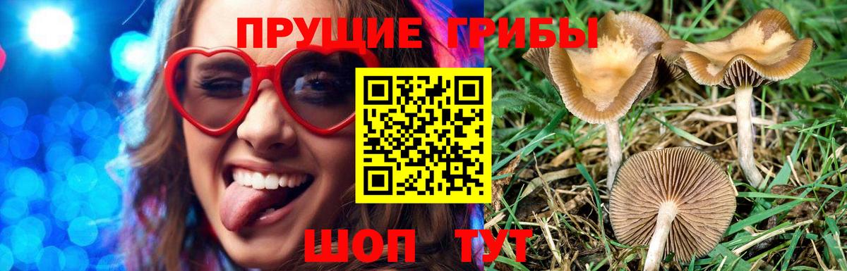 Галлюциногенные грибы Psilocybine cubensis Нижний Новгород